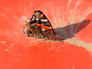 A butterfly came and hitched a ride with us for a while.