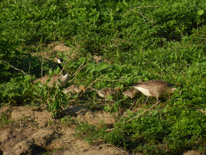 A family of Geese caught our attention, so we stopped and watched them for a few minutes.