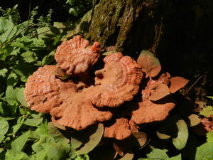 On Sabbath we took a hike to Princess Falls. This was a mushroom growing at the base of a tree.