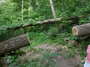 Took this picture for Kim--we're pretty sure this may have been the log we hauled her over last time she hiked this trail with us.