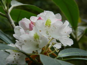 The rhododendrons were in full bloom and SO pretty!