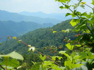 Wild Raspberries frame the view