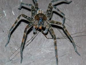 A wolf spider eating another spider for dinner.