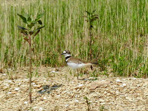 A pair of killdeer were nesting along the shore.