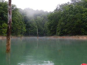 More mist rising through the trees.