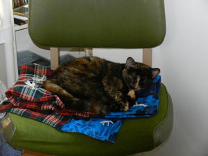 Marble peacefully sleeping.