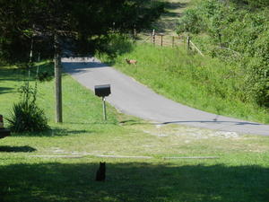 Back at home, one of the deer who has been eating our garden.