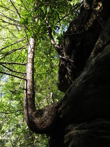 A neat looking tree.