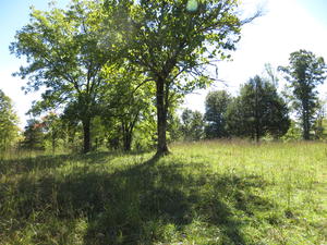 An open meadow they explored.