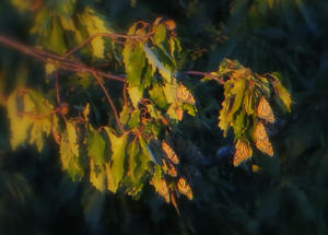 The monarch butterflies are migrating through, and we saw hundreds of them landing for the night in the trees.