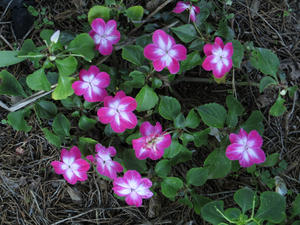 Flowers in our flower bed.