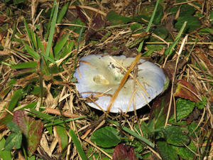 A neat mushroom in our yard.