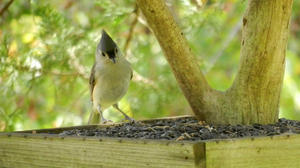 Kristina's second one