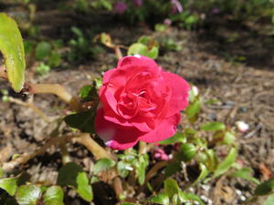 Sabbath afternoon hike in our woods.