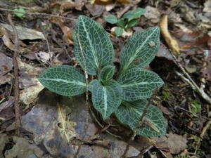 A Downy Rattlesnake Plantain (Goodyera pubescens) growing nearby. This is a relatively common orchid, but no relation to the plantain that grows in the lawn.
