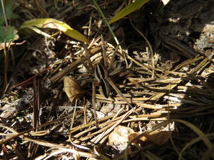 A spider trying to hide.