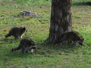 Raccoons who have become regular visitors..... (Not happy)