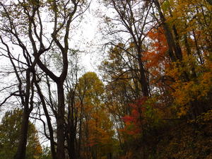 We went to Indian Creek Camp for Elders training and the fall colors were so beautiful! This is Daniels picture.