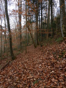 Fall leaves covered the ground.