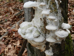 Strange lichen on the tree. 