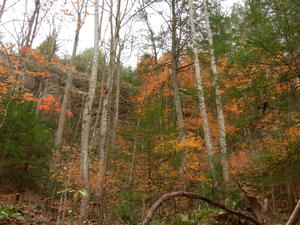 More fall colors on the trail. 