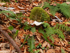 The bright green ferns made beautiful contrast with the fallen leaves. 