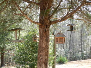 Our bird feeders have been very busy this fall! 