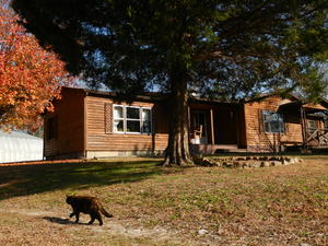 The ornamental pear tree is always the last to loose its leaves. It is so pretty for Thanksgiving! Marble walked through the picture...
