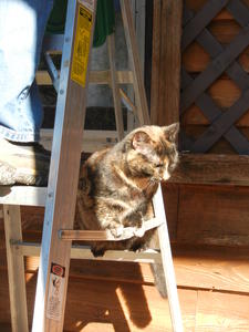 Marble trying to help Daniel put up Christmas decorations