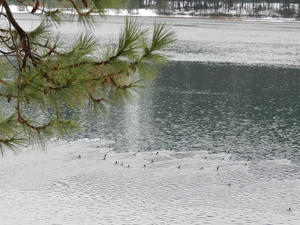 We saw hundreds of loons along the shores.