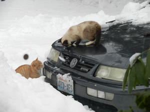 Guess that's one way to get the snow cleaned off the car!