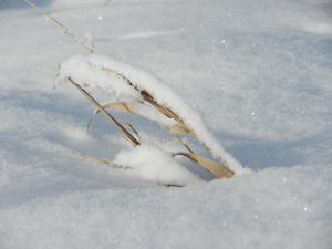 Snow on the grass.