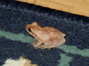 Spring Peeper forgot what month it was! We had a warm streak and this one hopped into our house one night when we opened the front door!