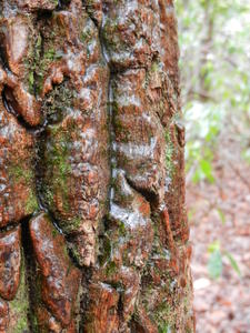 Ice on the tree bark.