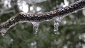 Daniel captured the ice on a twig.